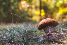 可食用的牛肝菌属蘑菇成长木
