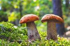 橙色帽牛肝菌属蘑菇森林