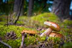 蘑菇高英森林快乐