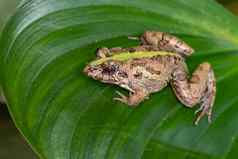 图像棕色（的）青蛙绿色叶子pelophylax里迪本杜斯动物两栖动物