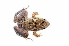 图像棕色（的）青蛙孤立的白色背景pelophylax里迪本杜斯动物两栖动物