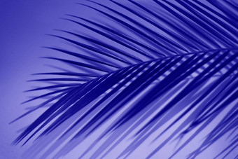 热带棕榈叶子充满活力的梯度紫色的霓虹灯颜色博<strong>客模板</strong>概念颜色仙女