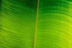 影子明亮的绿色黄色的摘要真正的自然美背景宏垂直热带香蕉叶纹理静脉行象征开放书生活卓越健康的有机食物产品烹饪