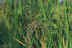 大米损坏的受感染的大米农场