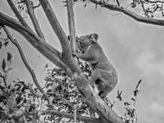 女澳大利亚考拉乔伊攀爬树分支