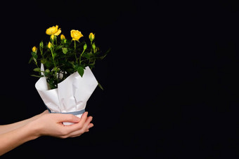 手持有小布什黄色的玫瑰能孤立的黑色的背景时尚的横幅情人节一天国际女人的一天母亲一天