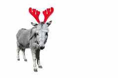 圣诞节有趣的灰色的驴孤立的白色背景完整的长度驴肖像圣诞节驯鹿鹿角头巾横幅复制空间