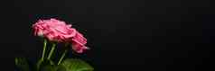 温柔的粉红色的玫瑰花束孤立的黑暗背景时尚的横幅情人节一天国际女人的一天母亲一天