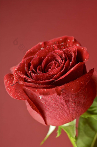 玫瑰红色的新鲜的玫瑰花勃艮第<strong>红背景</strong>爱主题
