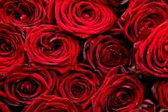 群红色的玫瑰红色的玫瑰背景花照片集合