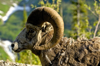 大角羊头像蒙大拿大角羊羊头特写镜头野生动物摄影集合