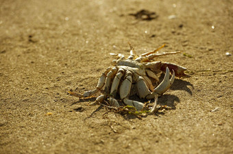 死蟹蟹骨架海滩