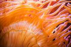 泡沫海海葵特写镜头海洋生活珊瑚礁照片背景