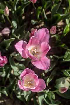 美丽的郁金香花郁金香场春天