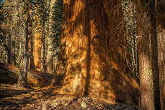 古老的巨大的红杉资本巨巨型巨大的红木塞拉红木塞拉红木wellingtonia树