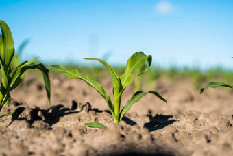 新鲜的绿色豆芽玉米春天场软焦点日益增长的年轻的绿色玉米幼苗豆芽培养农业农场场农业场景玉米的豆芽土壤