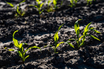 日益增长的年轻的绿色玉米幼苗豆芽培养农业农场场浅深度场农业场景玉米的豆芽地球特写镜头