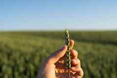 农民持有绿色耳朵小麦农业场生谷物概念农业有机食物小麦发芽日益增长的土壤关闭发芽小麦