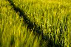 年轻的绿色大麦日益增长的肥沃的土壤农业场春天生谷物概念农业有机食物