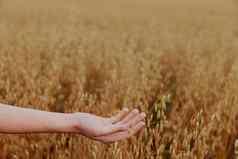 人类手小穗小麦太阳自然农业生活方式不变的
