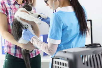女老板持有猫手兽医检查国内宠物听诊器