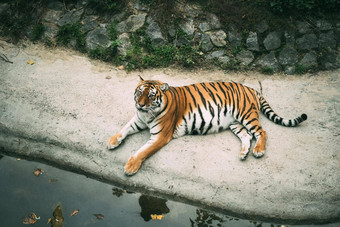 放松怀孕了凶悍的女人美丽的孟加拉老虎谎言银行池塘动物园动物园概念健美的图像