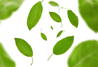 下降绿色叶子李子树茶孤立的白色背景植物模式拼贴画关闭复制空间前视图