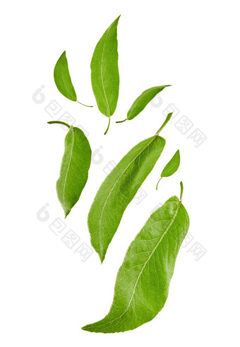 飞行新鲜的绿色叶子李子树茶孤立的白色背景植物模式拼贴画关闭复制空间