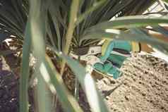 手未知的人类色彩斑斓的手套切割绿色丝兰小棕榈树修剪剪切机阳光明媚的花园景观后院关闭