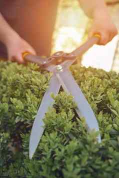 只手未知的园丁修剪绿色布什锋利的对冲剪切机后院工人剪裁对冲夏天阳光明媚的一天关闭