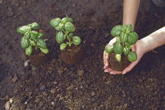 手未知的女持有绿色罗勒<strong>植物发芽</strong>土壤准备好了种植阳光地面特写镜头前视图