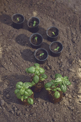 绿色罗勒植物小锅更大的发芽土壤准备好了种植有机生态幼苗阳光地面前视图