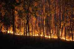 森林火灾难燃烧引起的人类