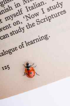 美丽的红色的瓢虫走书页面