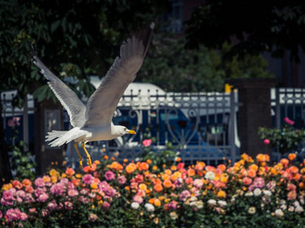 海鸥喷泉玫瑰花园