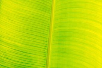 光黑暗黄色的绿色摘要真正的自然<strong>美背</strong>景宏垂直热带香蕉叶纹理静脉行象征开放书生活卓越健康的有机食物产品烹饪