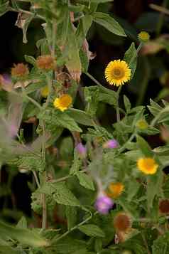 黄色的花丛猫草pulicaria痢疾地面绿色