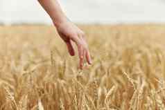 女人手农民有关成熟小麦耳朵早期夏天阳光明媚的一天
