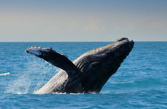 座头鲸鲸鱼abrolhos