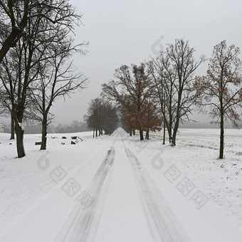 雪路树危险的开车雪冬天概念交通坏天气