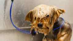 狗洗梳理沙龙宠物水疗中心