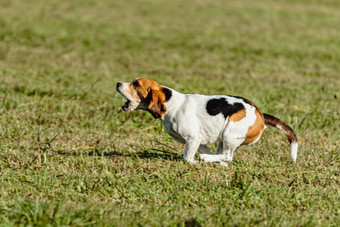 小猎犬号狗运行追逐追逐吸引场