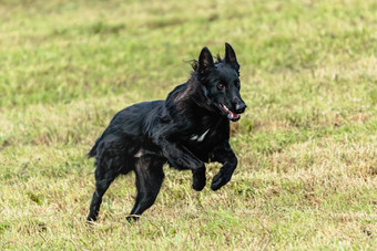 比利时牧羊犬运行<strong>追逐追逐</strong>吸引场