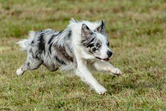 边境牧羊犬狗运行<strong>追逐追逐</strong>吸引场