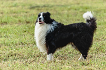 边境牧羊犬狗运行<strong>追逐追逐</strong>吸引场