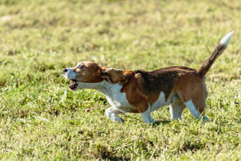 小猎犬号狗运行追逐追逐吸引场