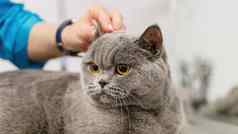 猫发型梳理沙龙宠物水疗中心