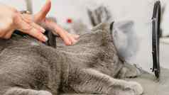 猫发型梳理沙龙宠物水疗中心