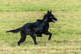 比利时牧羊犬运行<strong>追逐追逐</strong>吸引场