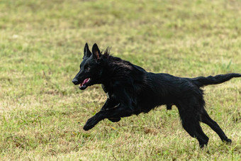 比利时牧羊犬运行追逐追逐吸引场